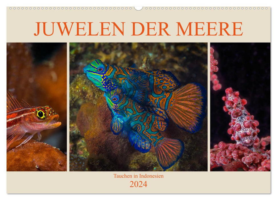 Juwelen der Meere (CALVENDO Wandkalender 2024)