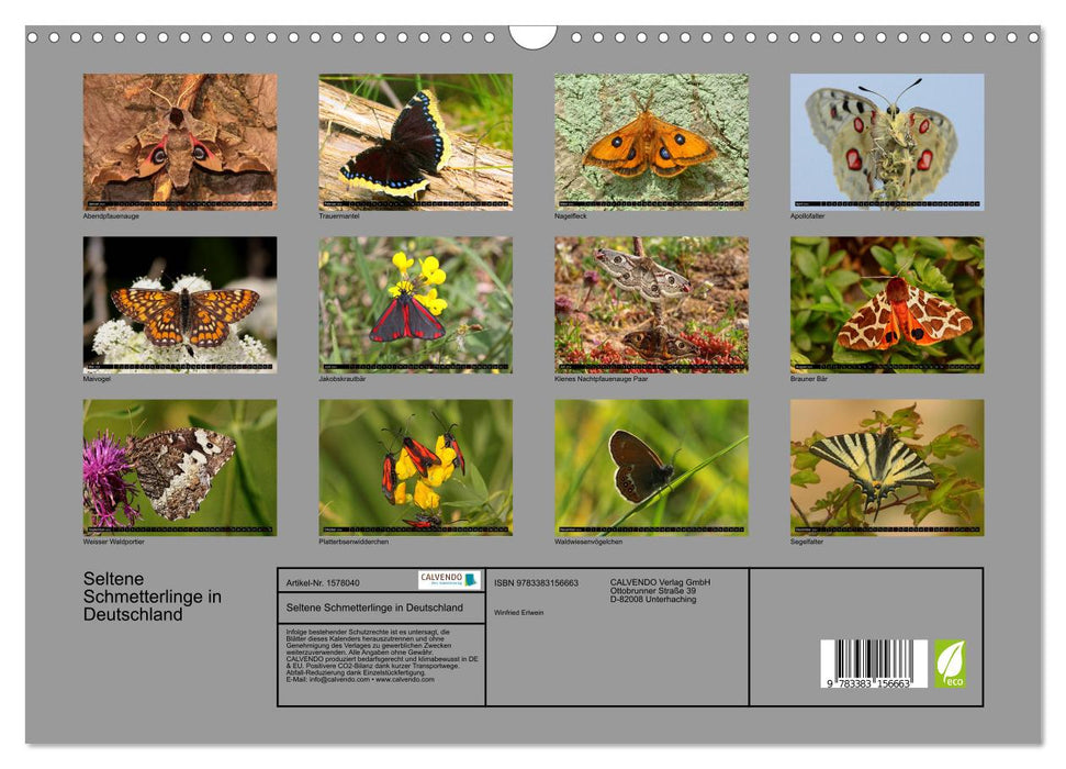 Seltene Schmetterlinge in Deutschland (CALVENDO Wandkalender 2024)