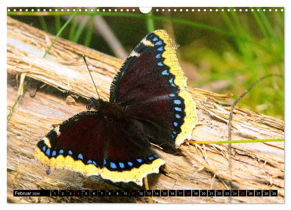 Seltene Schmetterlinge in Deutschland (CALVENDO Wandkalender 2024)
