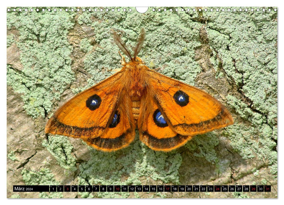 Papillons rares en Allemagne (calendrier mural CALVENDO 2024) 