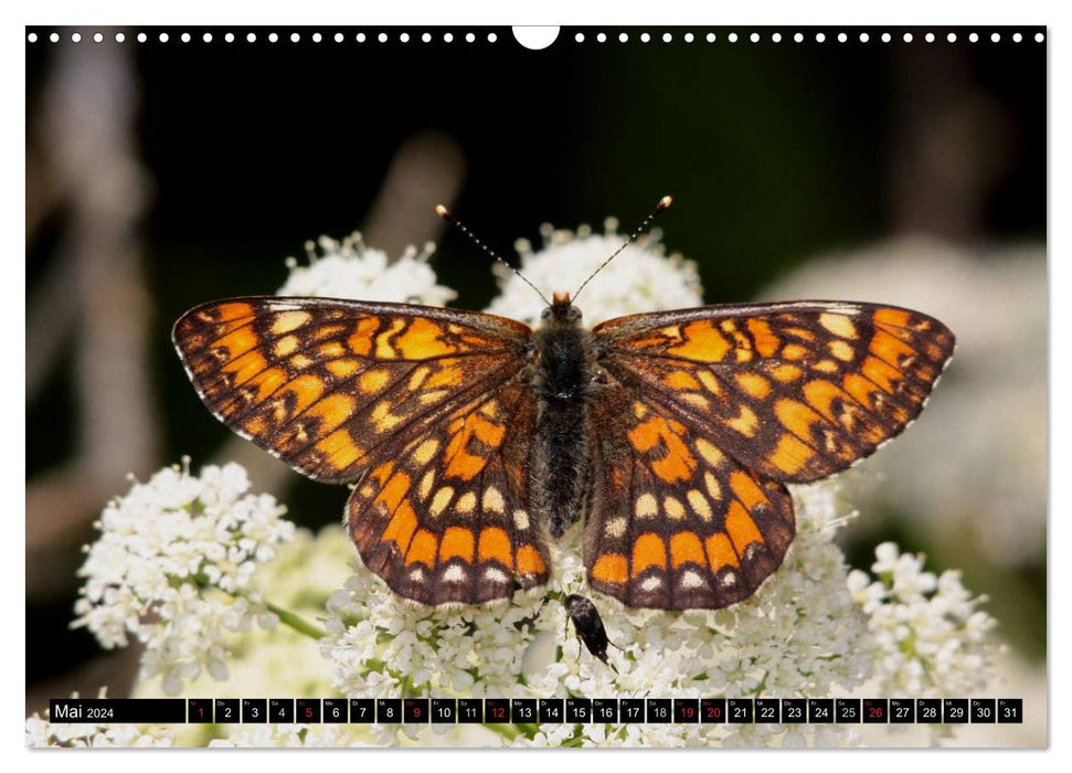 Seltene Schmetterlinge in Deutschland (CALVENDO Wandkalender 2024)