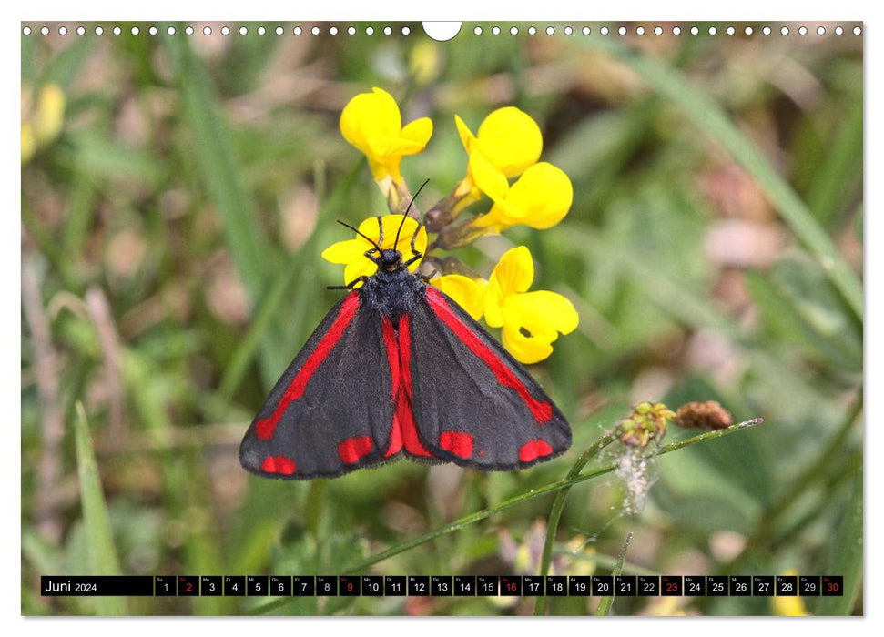 Papillons rares en Allemagne (calendrier mural CALVENDO 2024) 