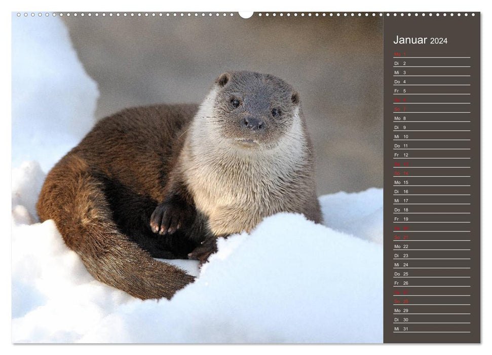 Fischotter, flinke Jäger (CALVENDO Premium Wandkalender 2024)