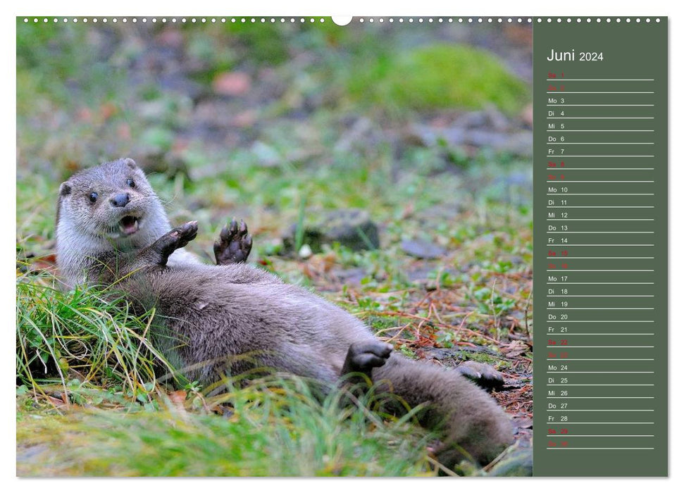 Loutres, chasseurs agiles (Calendrier mural CALVENDO Premium 2024) 