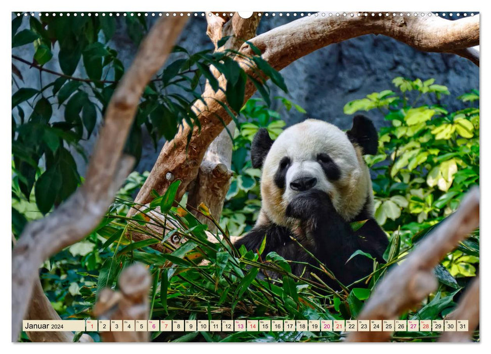 Niedlicher Panda (CALVENDO Premium Wandkalender 2024)