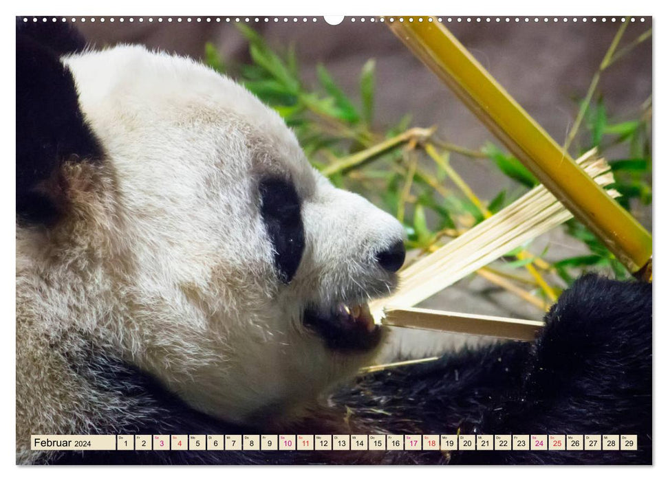 Panda mignon (Calendrier mural CALVENDO Premium 2024) 