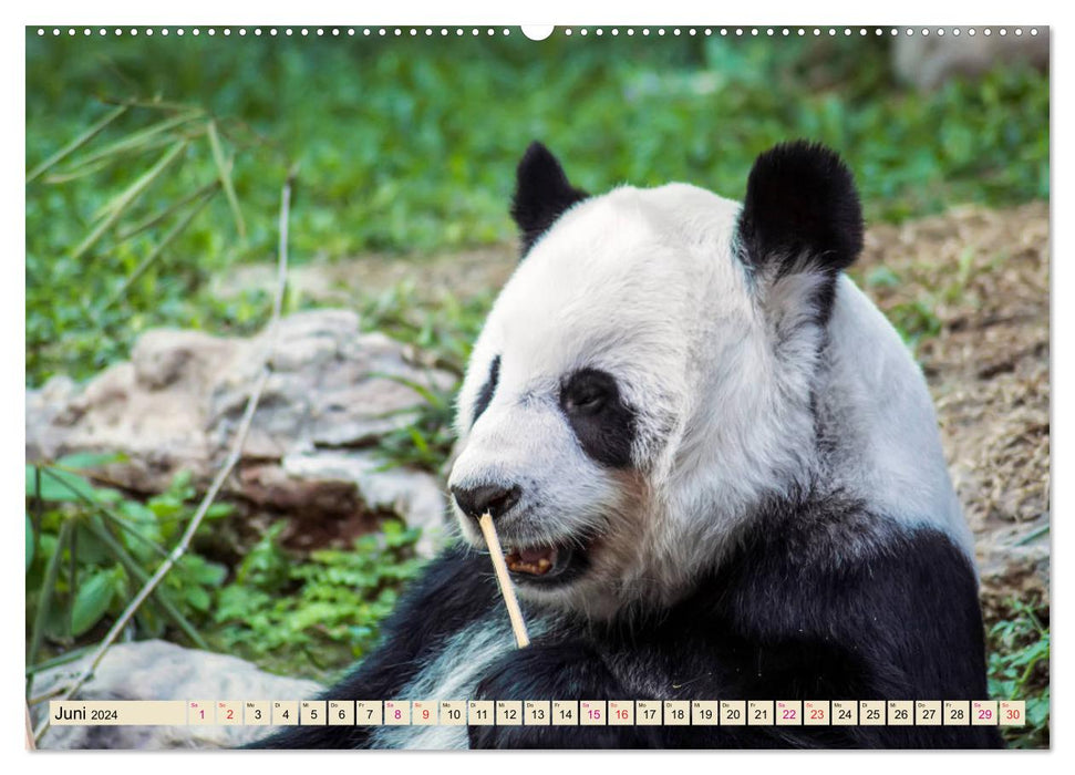 Niedlicher Panda (CALVENDO Premium Wandkalender 2024)