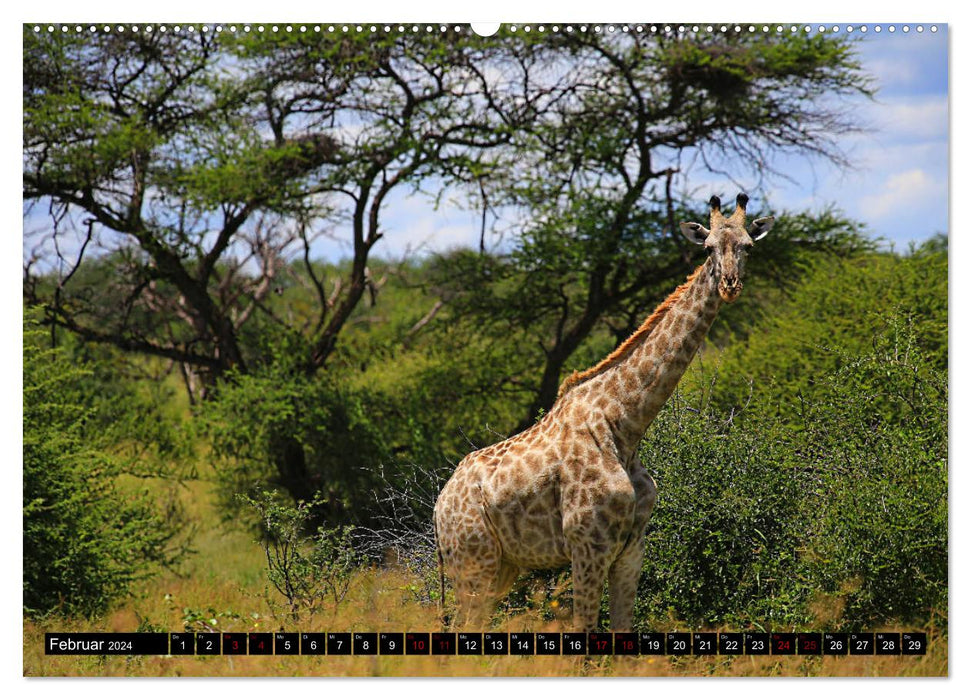 Botswana - ungezähmte Natur (CALVENDO Wandkalender 2024)
