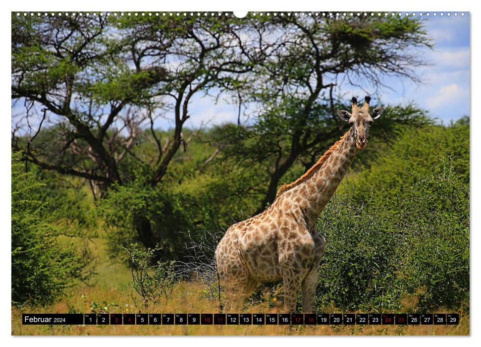 Botswana - nature sauvage (Calendrier mural CALVENDO 2024) 