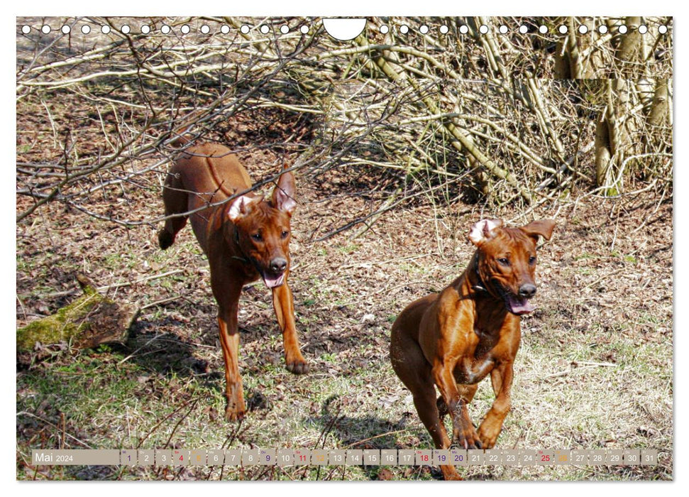 Rhodesian Ridgeback - Moments (CALVENDO Wandkalender 2024)