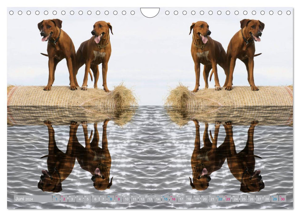 Rhodesian Ridgeback - Moments (CALVENDO Wandkalender 2024)