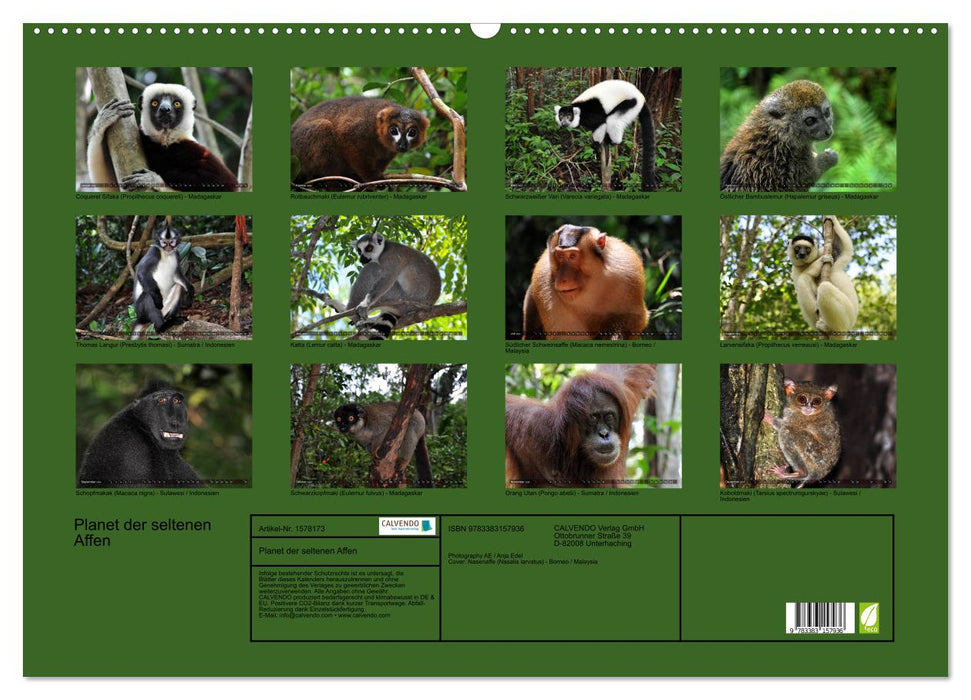 Planète des singes rares (Calendrier mural CALVENDO 2024) 