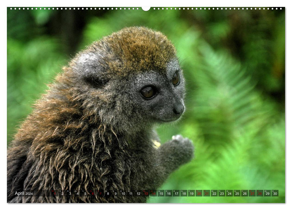 Planet der seltenen Affen (CALVENDO Wandkalender 2024)