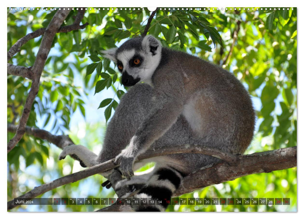 Planète des singes rares (Calendrier mural CALVENDO 2024) 