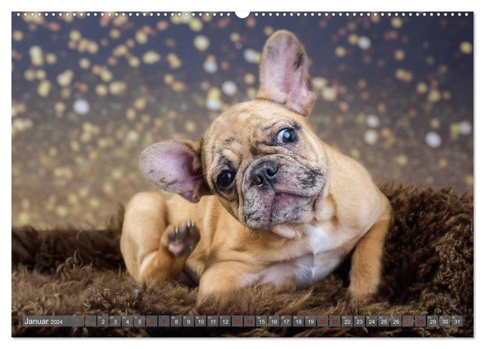 Sweet puppy time - Everything but ordinary (CALVENDO wall calendar 2024) 