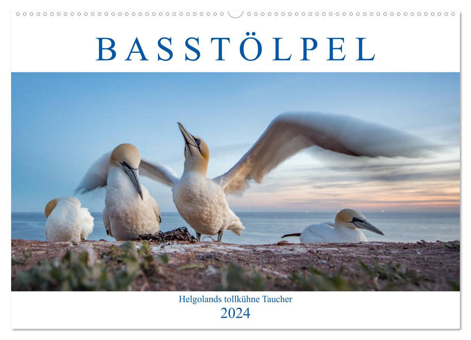 Basstölpel - Helgolands tollkühne Taucher (CALVENDO Wandkalender 2024)