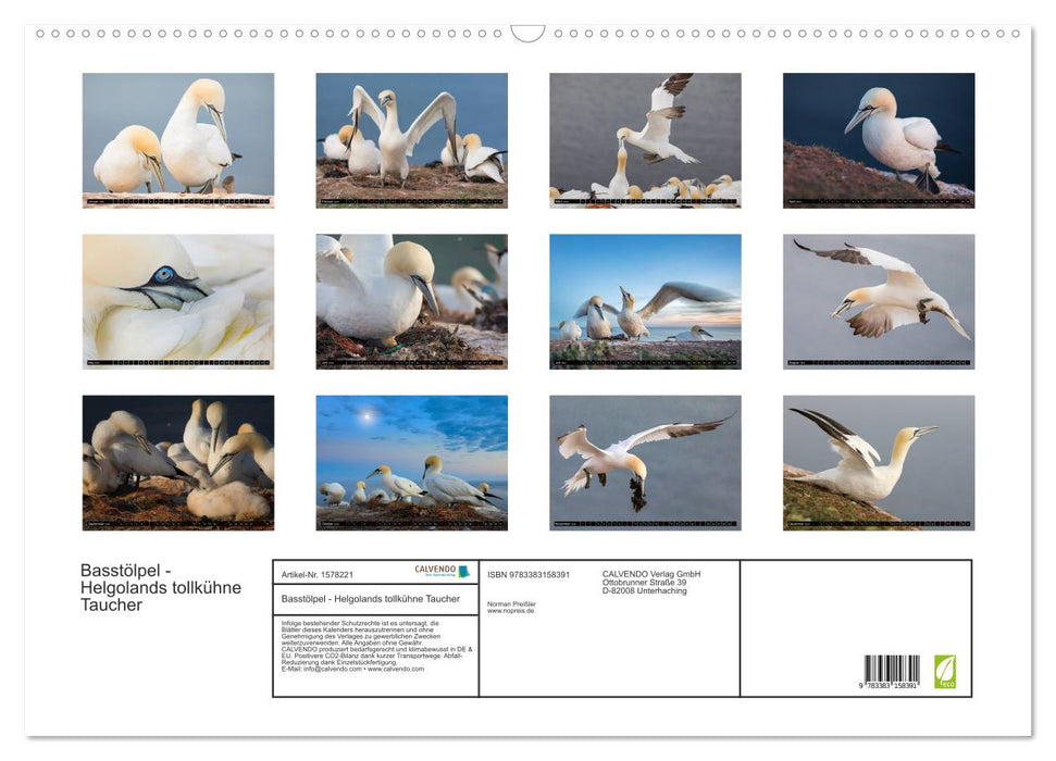 Basstölpel - Helgolands tollkühne Taucher (CALVENDO Wandkalender 2024)
