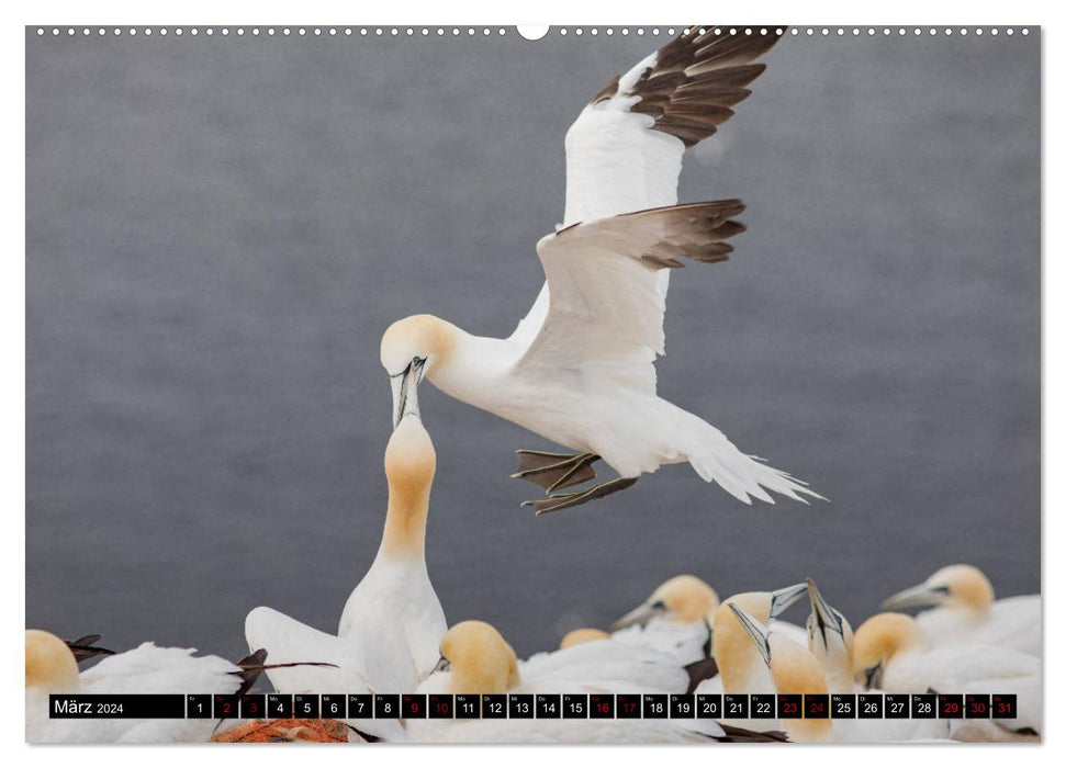 Fous de Bassan - Les plongeurs audacieux de Helgoland (Calendrier mural CALVENDO 2024) 