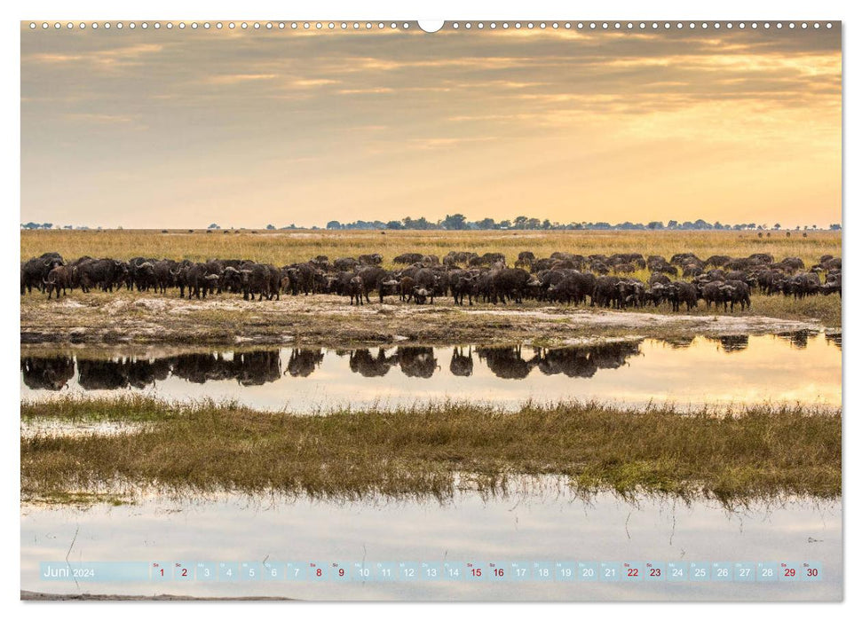 Chobe River - Eine spannende Flussfahrt in Botswana (CALVENDO Premium Wandkalender 2024)
