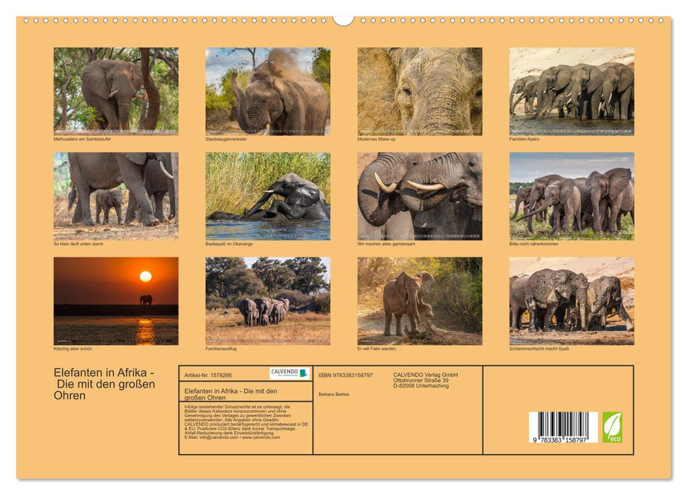 Éléphants d'Afrique - Ceux qui ont de grandes oreilles (Calendrier mural CALVENDO Premium 2024) 