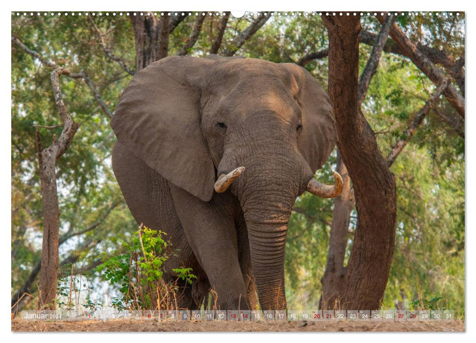 Elefanten in Afrika - Die mit den großen Ohren (CALVENDO Premium Wandkalender 2024)