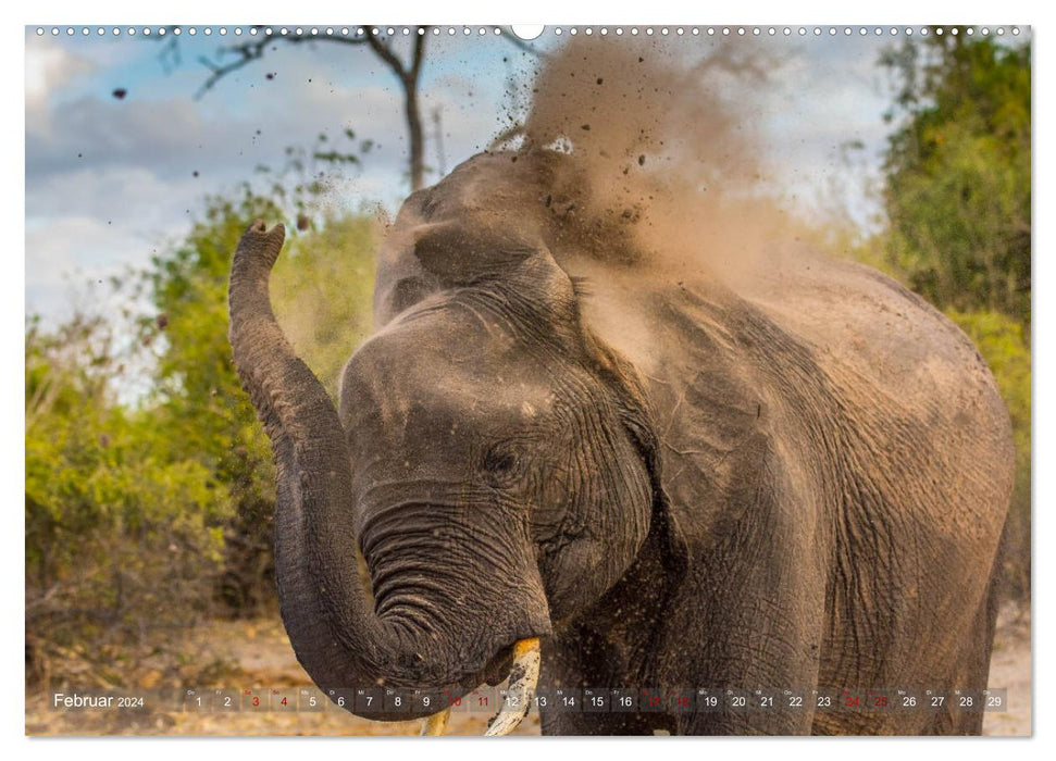 Elefanten in Afrika - Die mit den großen Ohren (CALVENDO Premium Wandkalender 2024)