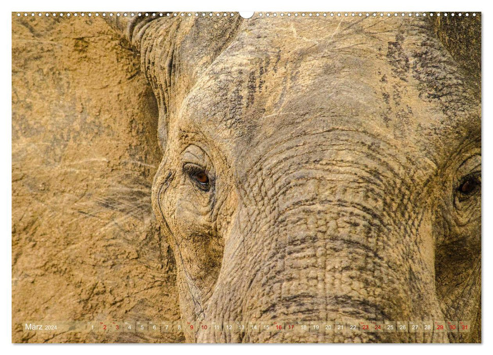 Elefanten in Afrika - Die mit den großen Ohren (CALVENDO Premium Wandkalender 2024)