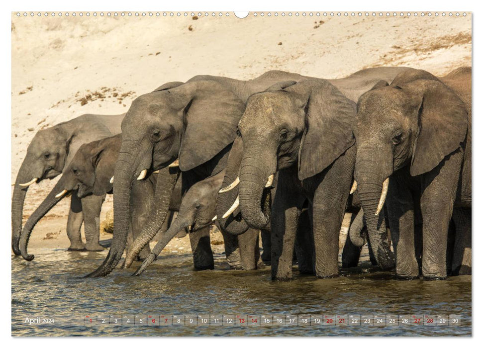 Éléphants d'Afrique - Ceux qui ont de grandes oreilles (Calendrier mural CALVENDO Premium 2024) 