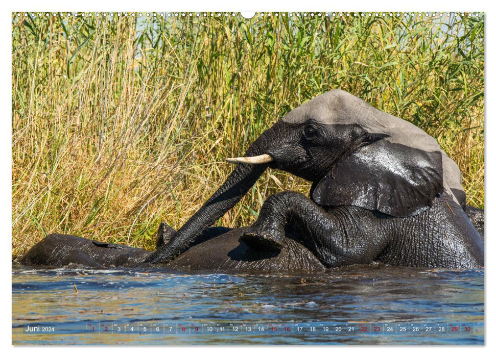 Éléphants d'Afrique - Ceux qui ont de grandes oreilles (Calendrier mural CALVENDO Premium 2024) 