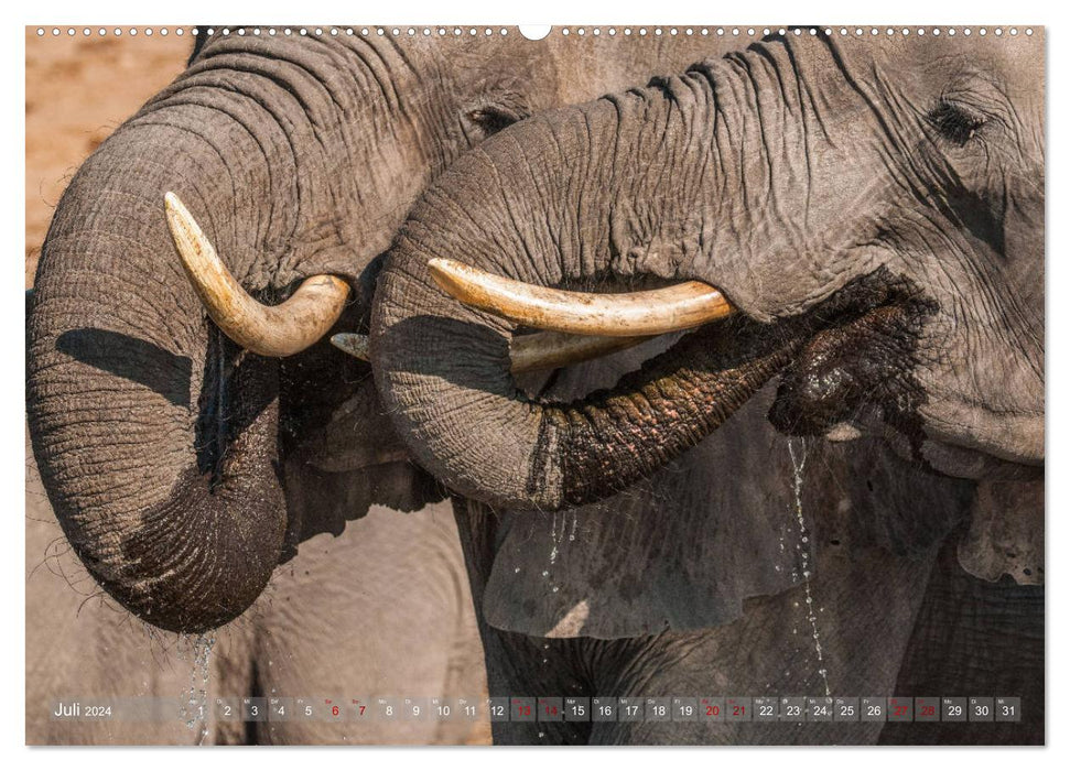 Éléphants d'Afrique - Ceux qui ont de grandes oreilles (Calendrier mural CALVENDO Premium 2024) 