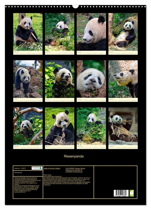 Riesenpanda (CALVENDO Wandkalender 2024)