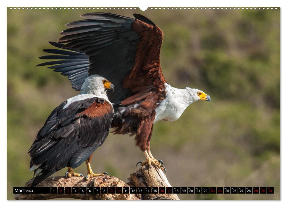 Ouganda - au cœur de l'Afrique (Calvendo Premium Wall Calendar 2024) 