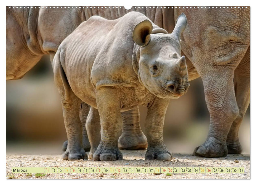 Espèces menacées – Rhinocéros (Calendrier mural CALVENDO 2024) 