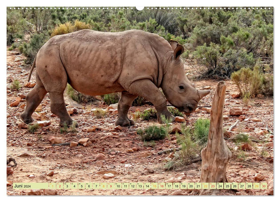 Endangered Species - Rhinoceros (CALVENDO Wall Calendar 2024) 