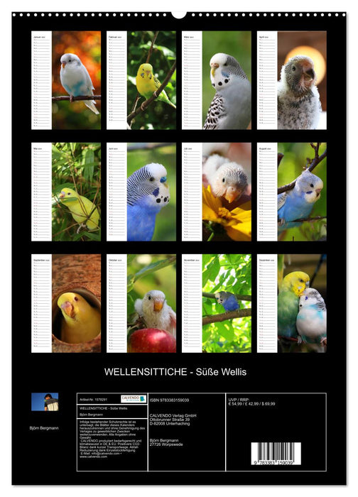 BUDGARIES - Sweet budgies (CALVENDO wall calendar 2024) 