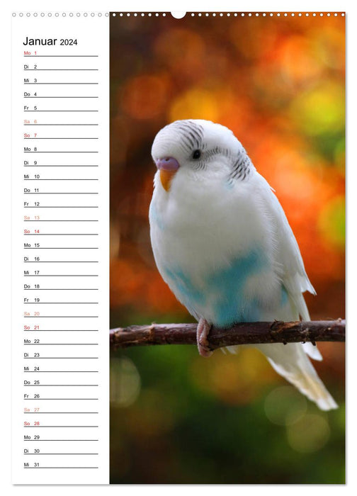 BUDGARIES - Sweet budgies (CALVENDO wall calendar 2024) 