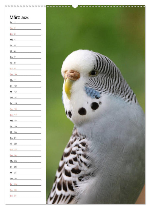 BUDGARIES - Sweet budgies (CALVENDO wall calendar 2024) 