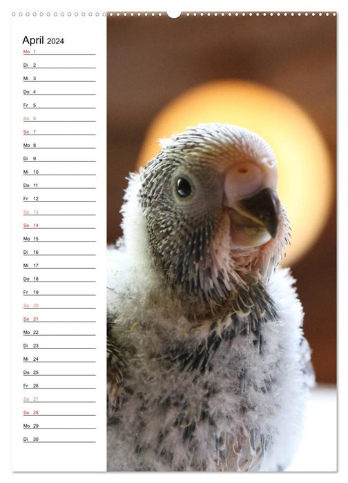 BUDGARIES - Sweet budgies (CALVENDO wall calendar 2024) 