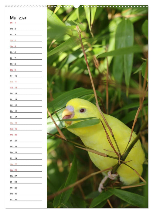 BUDGARIES - Sweet budgies (CALVENDO wall calendar 2024) 