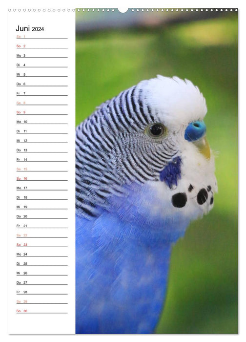 BUDGARIES - Sweet budgies (CALVENDO wall calendar 2024) 