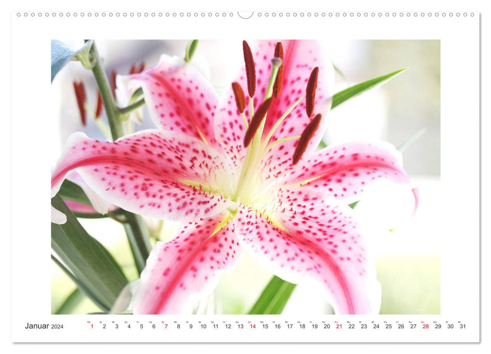 Blüten eines Sommers (CALVENDO Premium Wandkalender 2024)