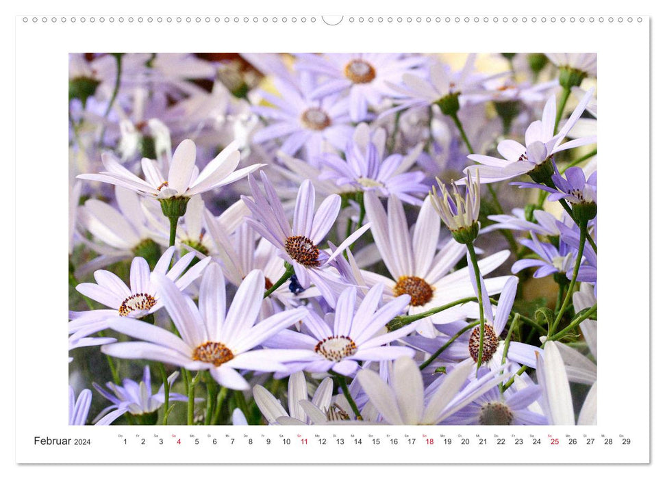 Fleurs d'un été (Calendrier mural CALVENDO Premium 2024) 