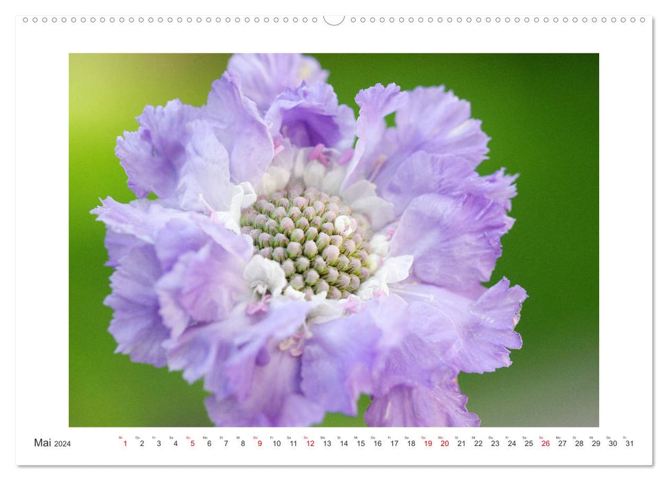 Blüten eines Sommers (CALVENDO Premium Wandkalender 2024)