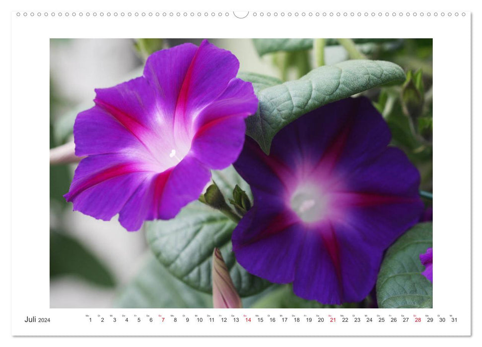 Fleurs d'un été (Calendrier mural CALVENDO Premium 2024) 