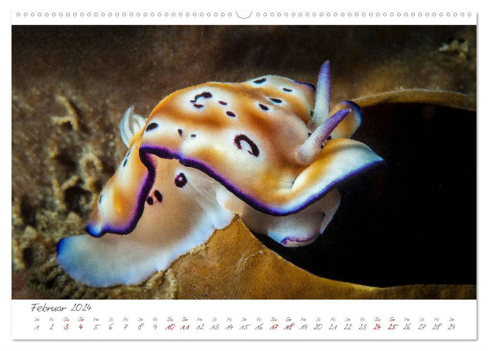 Nacktschnecken, Farbspektakel unter Wasser (CALVENDO Wandkalender 2024)