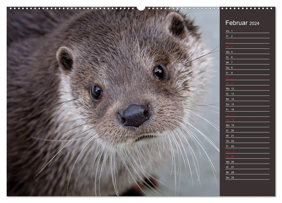 Otters, agile hunters (CALVENDO wall calendar 2024) 