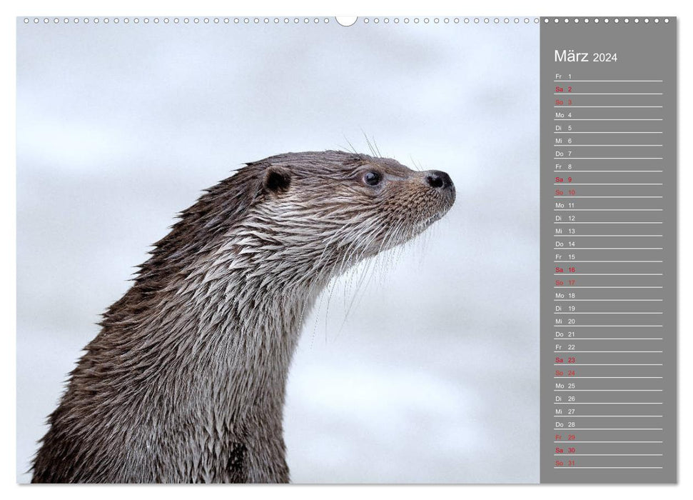 Otters, agile hunters (CALVENDO wall calendar 2024) 