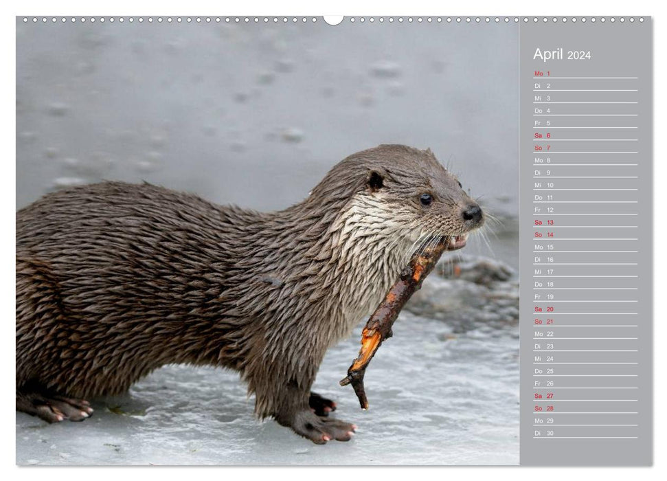 Otters, agile hunters (CALVENDO wall calendar 2024) 