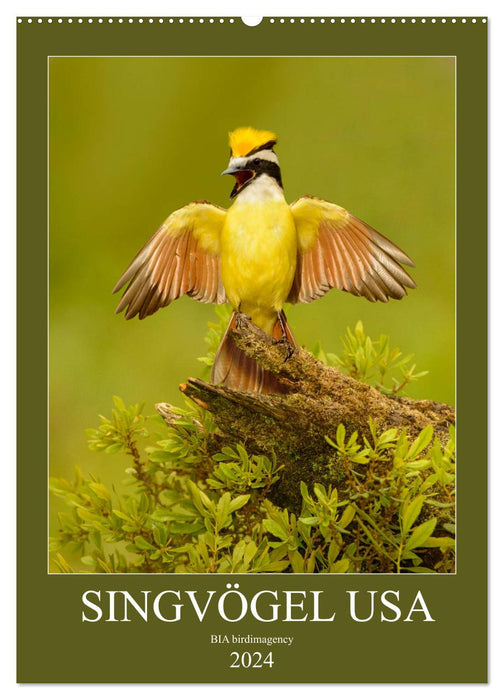 Songbirds USA (CALVENDO wall calendar 2024) 