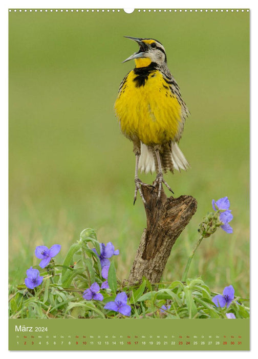 Songbirds USA (CALVENDO wall calendar 2024) 